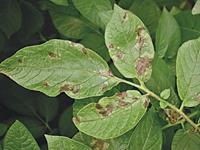 Late blight begins to appear in potato leaves